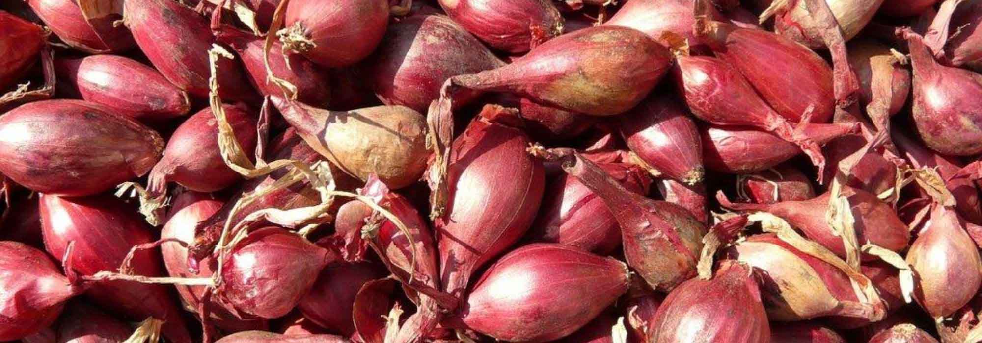 Sjalot: planten, kweken en oogsten