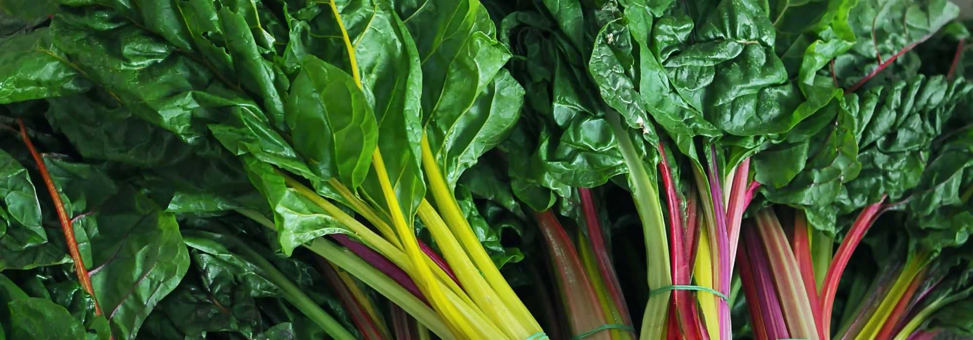 Snijbiet: planten, kweken en oogsten