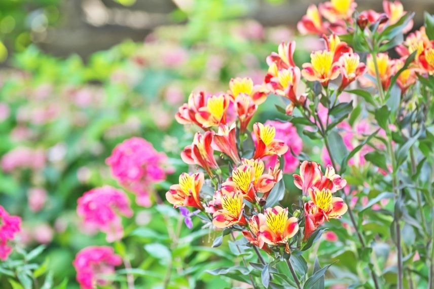 Alstroemeria's beschermen in de winter?