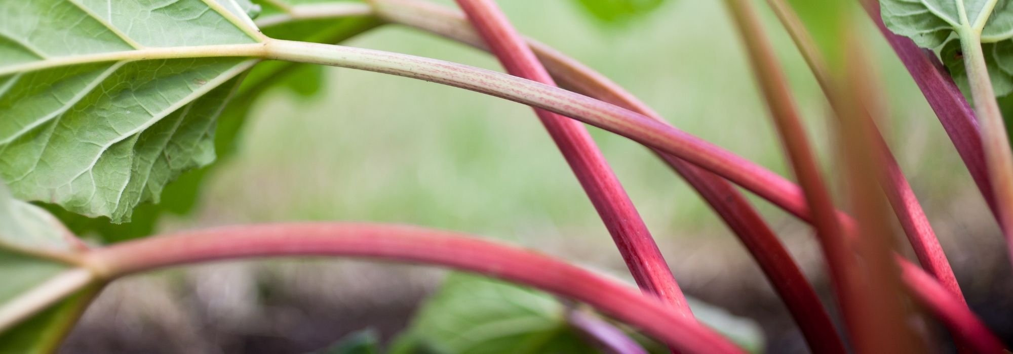 Rabarber: planten, telen, oogsten