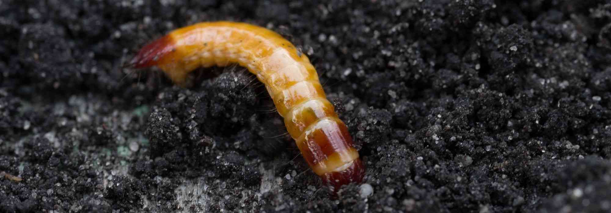 Ritnaald of ‘koperworm’: schade, bestrijding en biologische aanpak