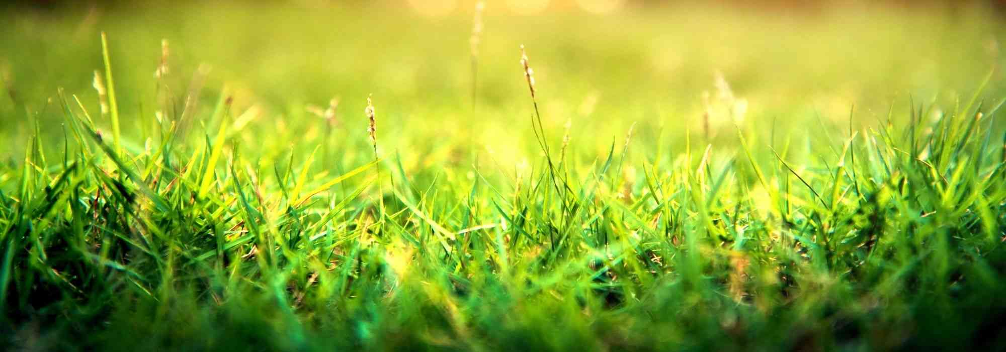 Een gazon bemesten met compost: waarom en hoe?