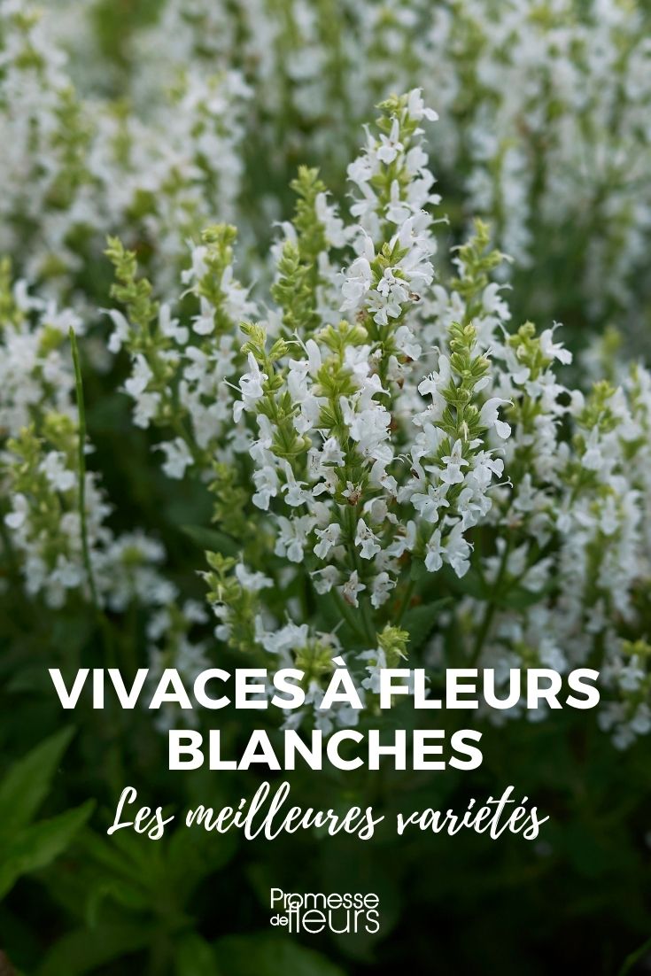 De beste vaste planten met witte bloemen