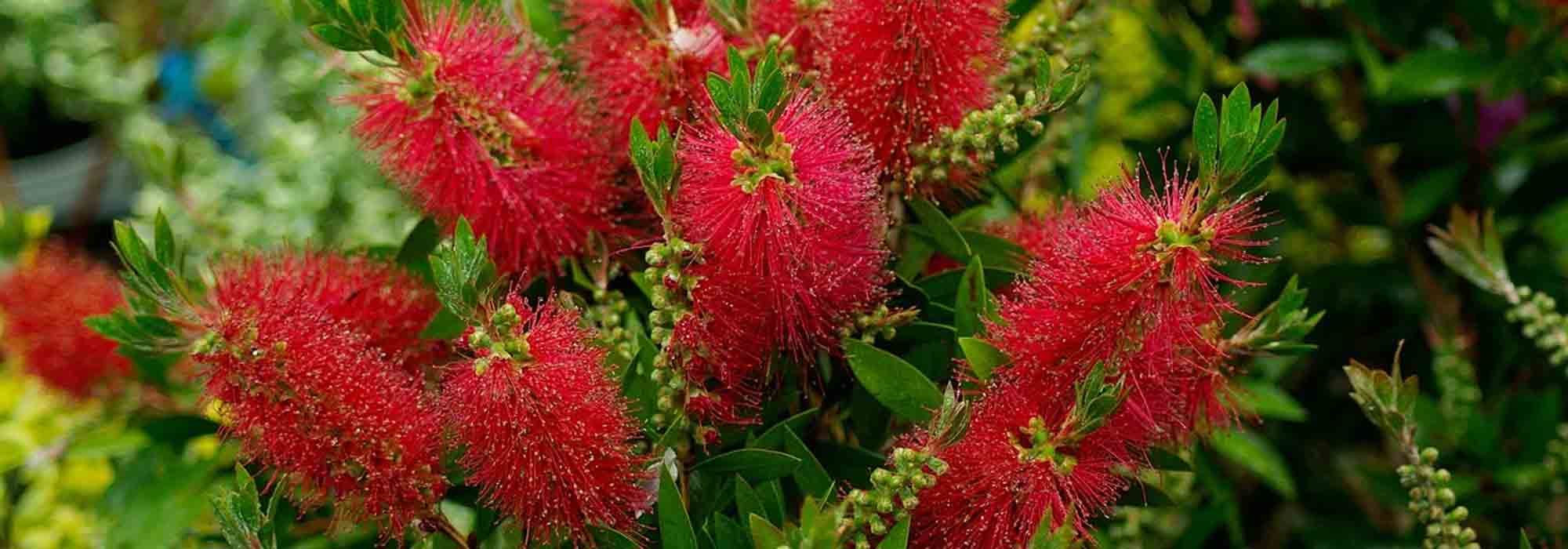 Callistemon of lampenpoetser: de beste variëteiten