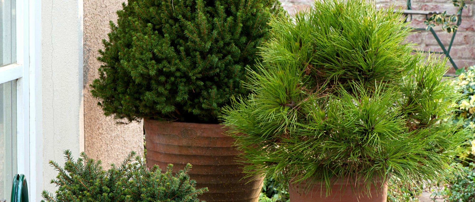 Coniferen: 10 soorten voor pot en terras