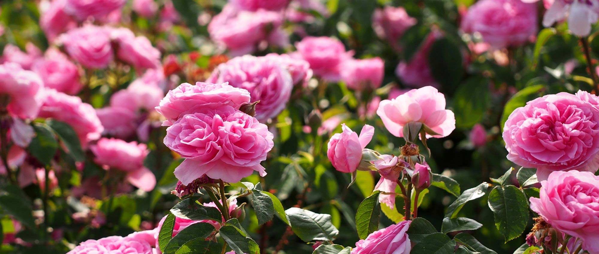 Meststof voor rozen