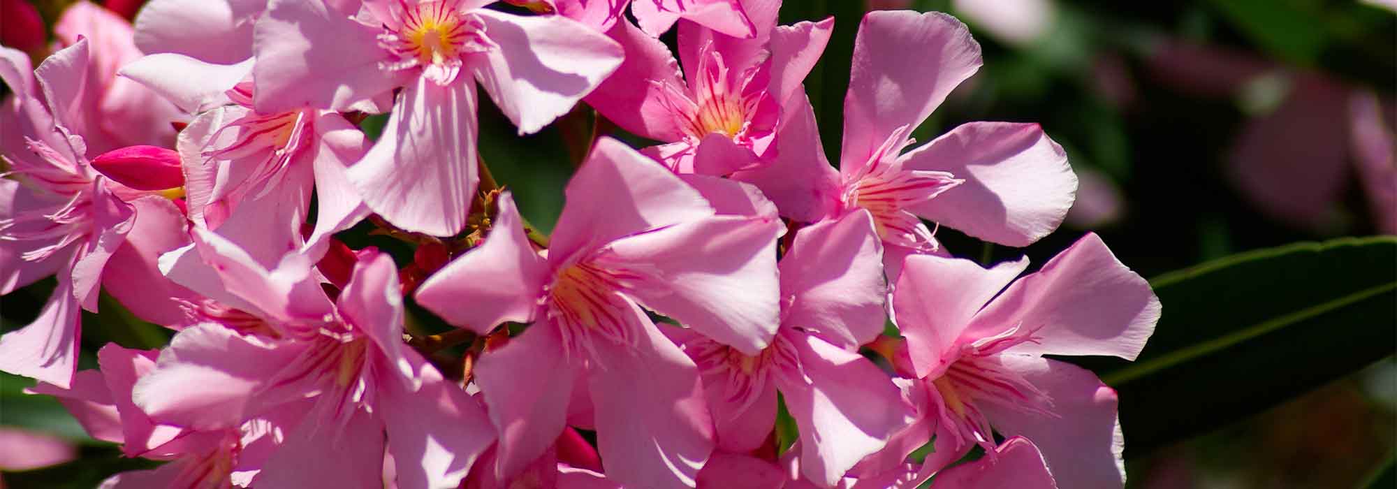 Wanneer en hoe oleander stekken?