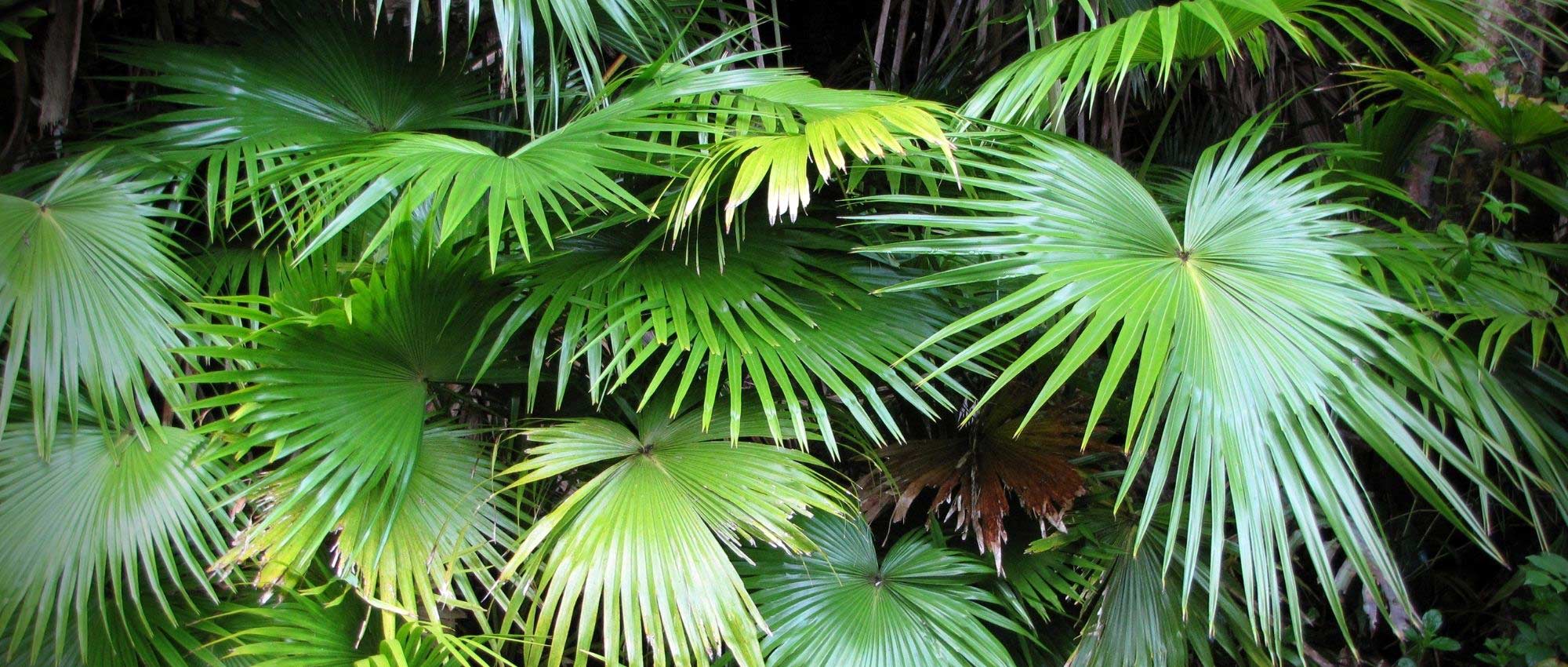 Livistona: planten, kweken en onderhoud