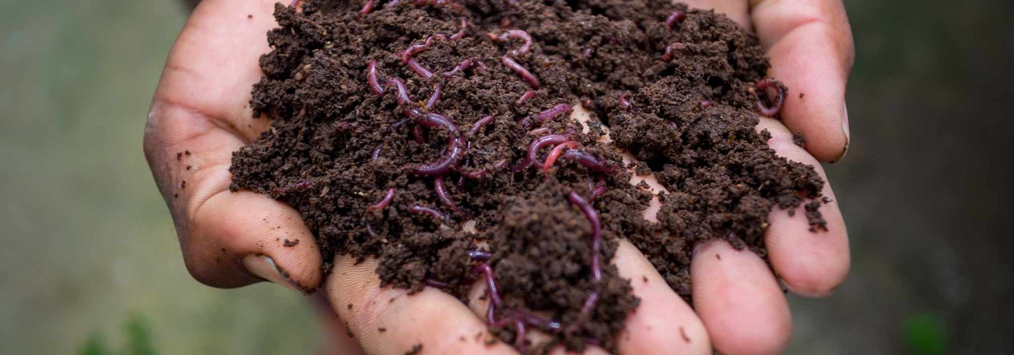 Wormencompost in de praktijk