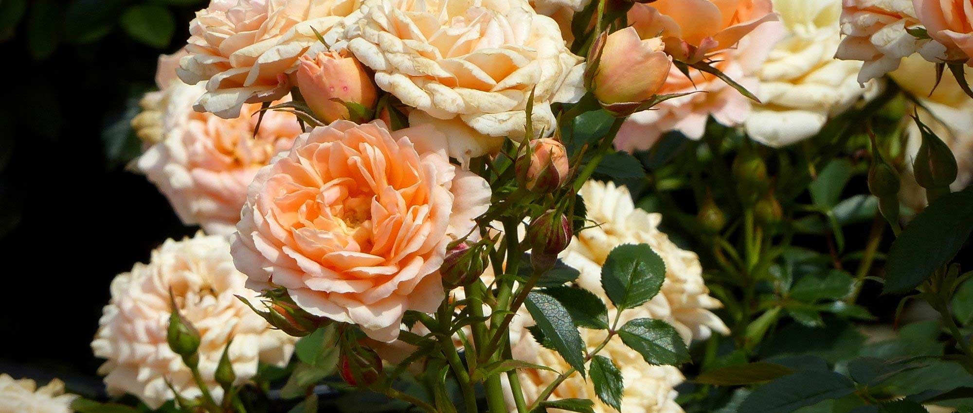 8 perfecte rozen voor in potten