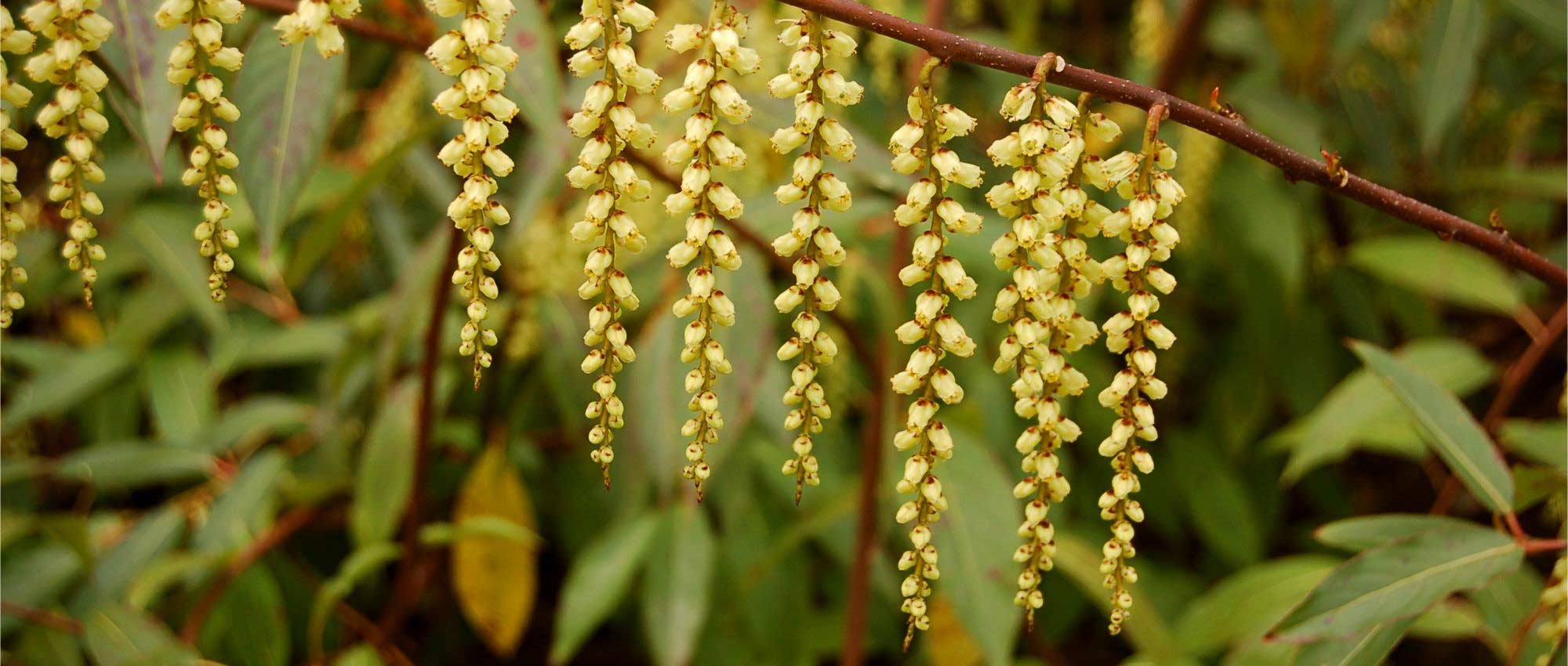 Stachyurus: planten, telen en verzorgen