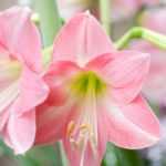 Amaryllis: kweken, planten en onderhouden