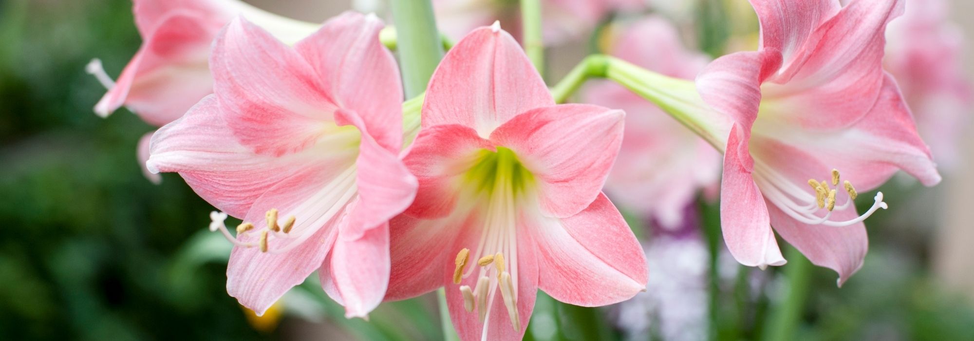 Amaryllis: kweken, planten en onderhouden
