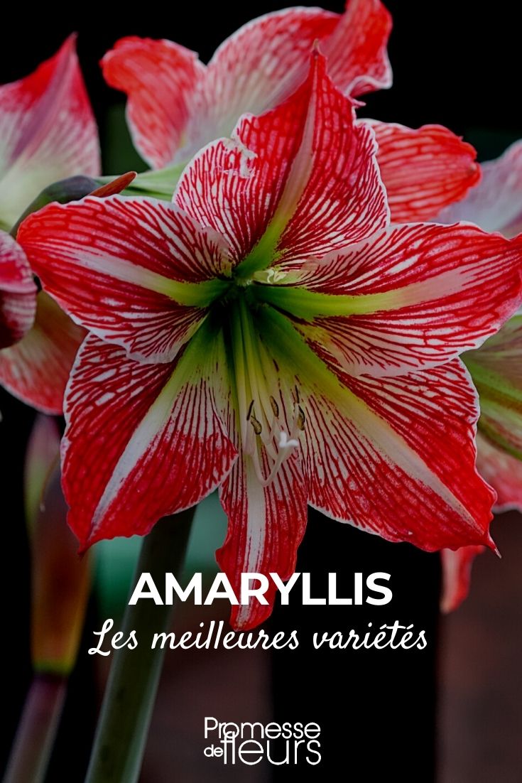 Amaryllis: de mooiste variëteiten