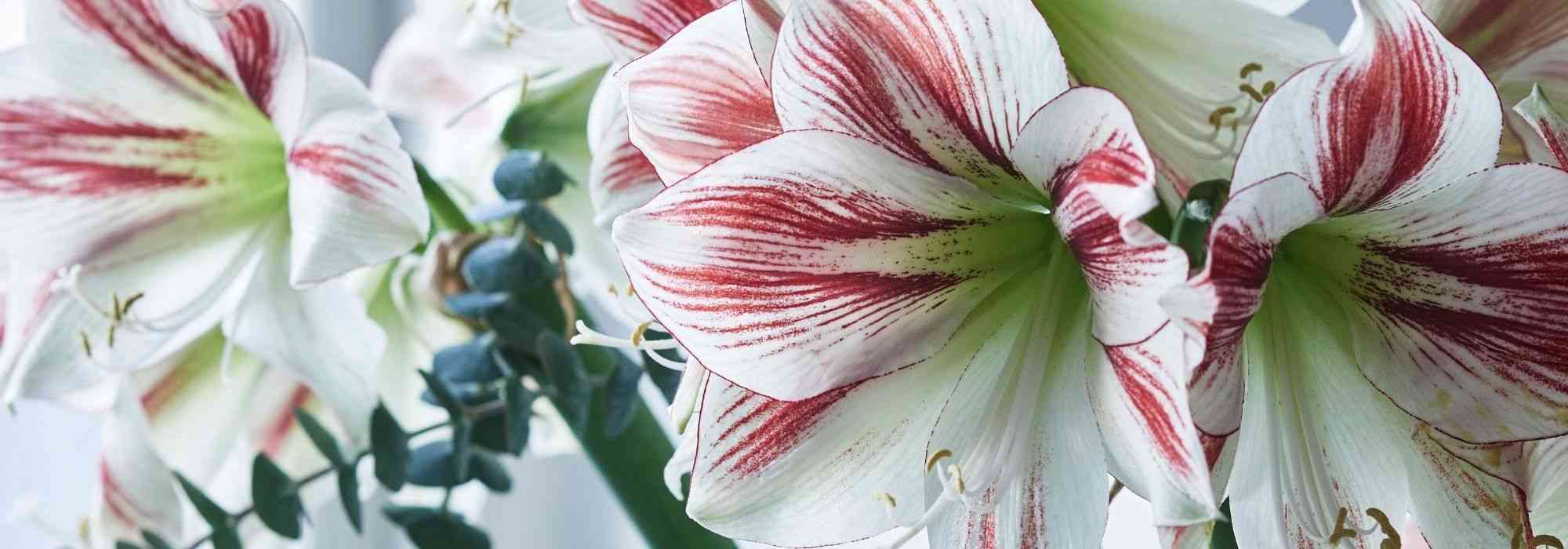 Amaryllis: de beste variëteiten