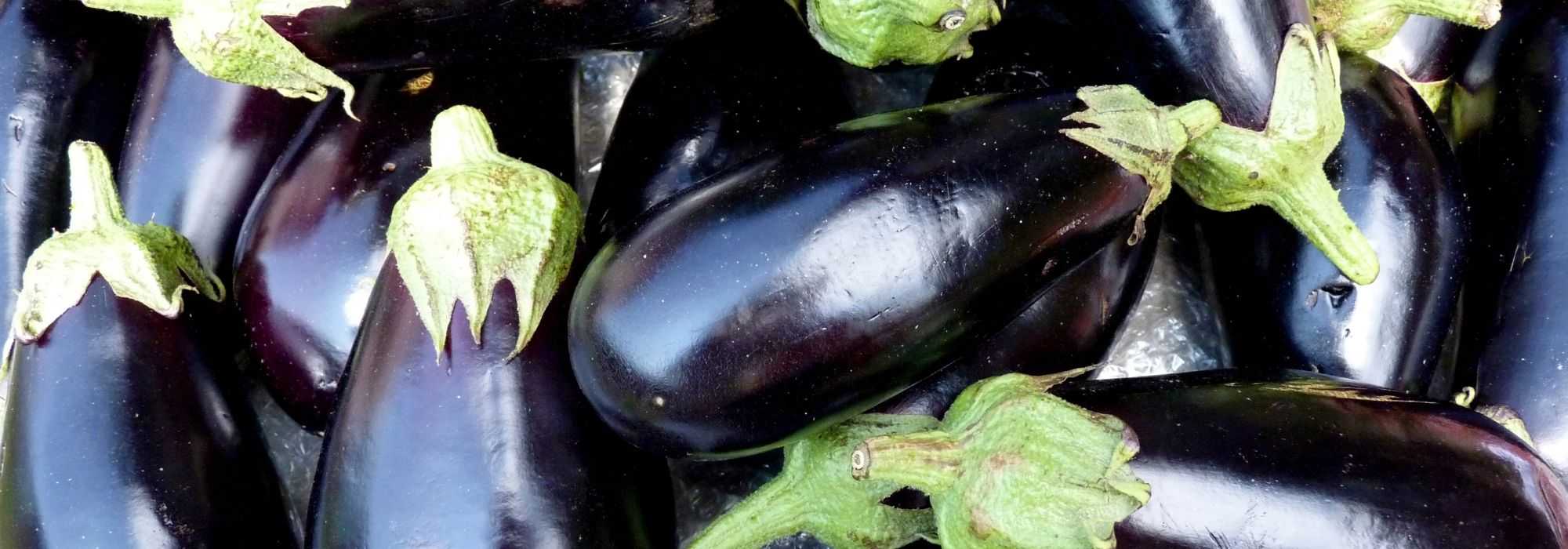 Aubergine: telen, oogst en zaai