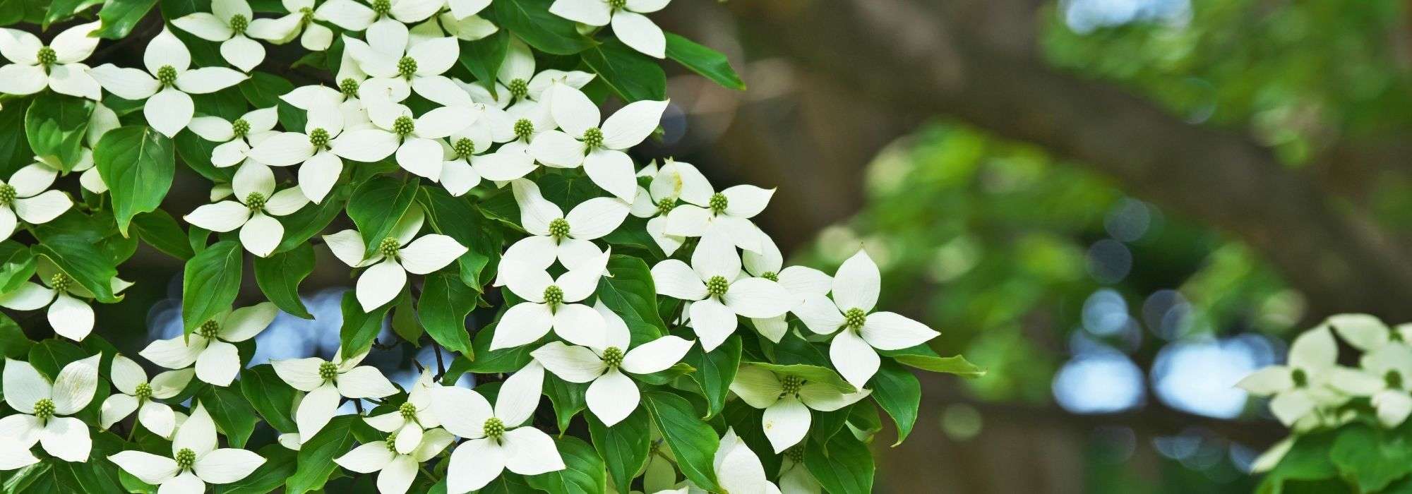 Cornus kousa, Japanse kornoelje: kiezen, planten en onderhouden