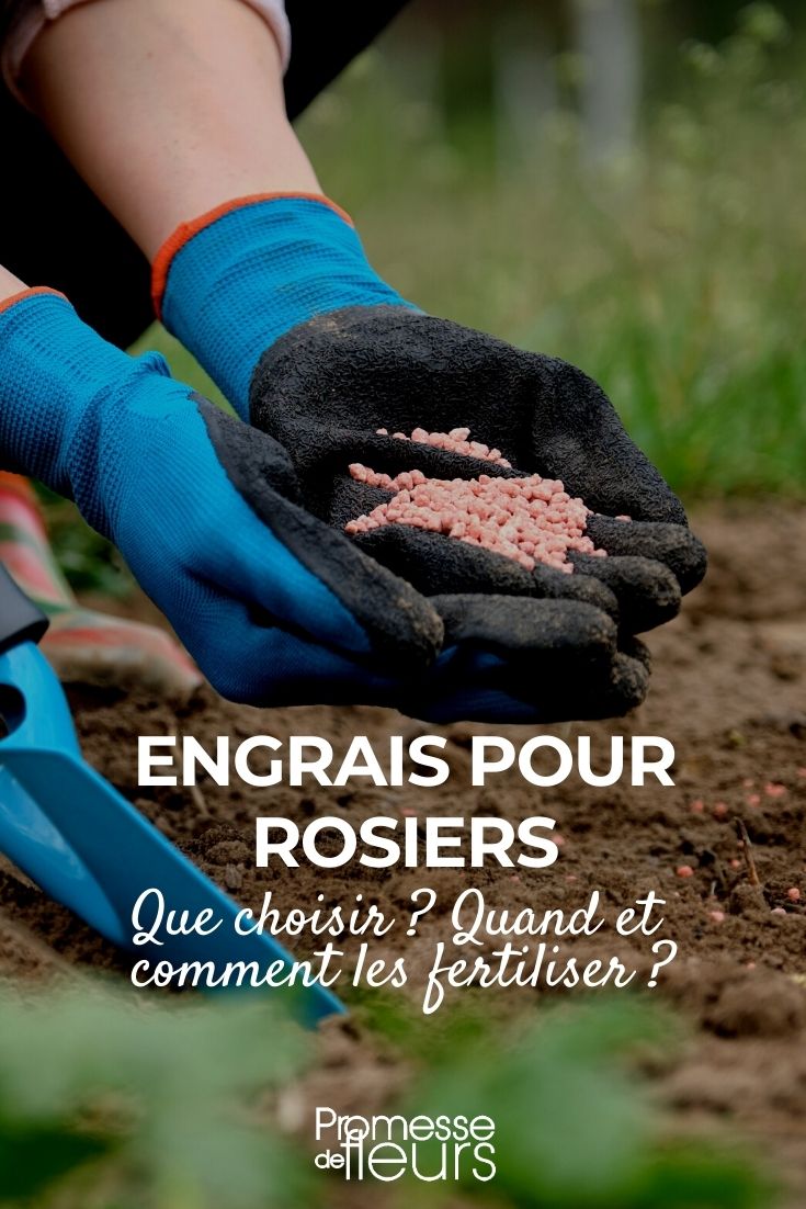 Rozenmest kiezen: wanneer en hoe gebruiken?