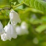 Halesia, sneeuwklokjesboom: planten, telen