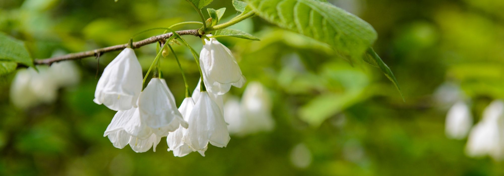 Halesia, sneeuwklokjesboom: planten, telen