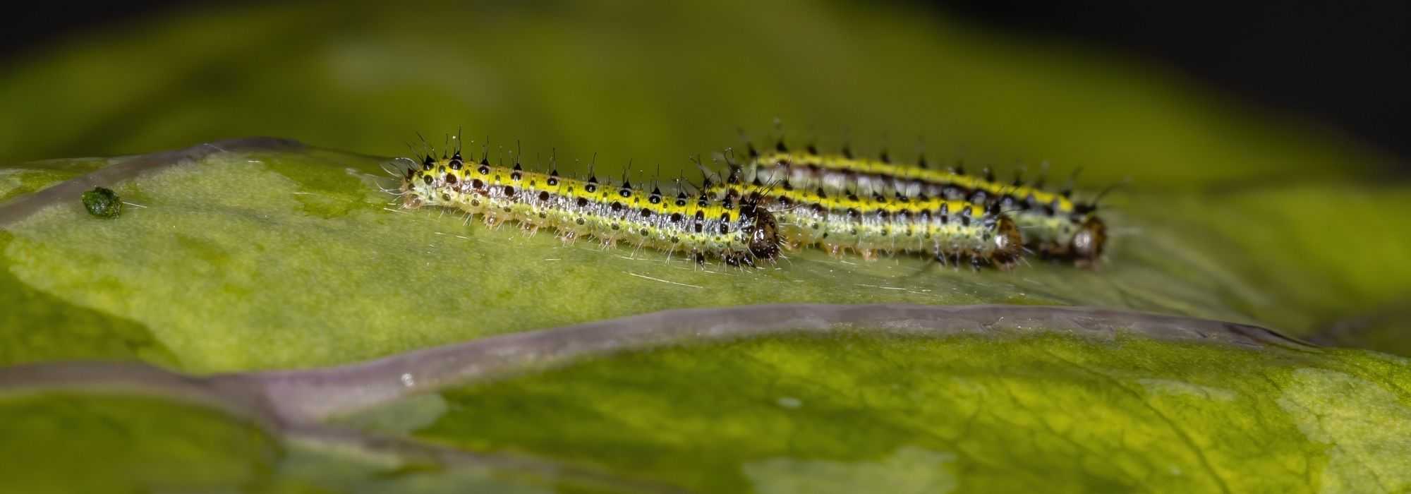 Biologische en natuurlijke insecticiden: welke zijn er en hoe gebruik je ze?