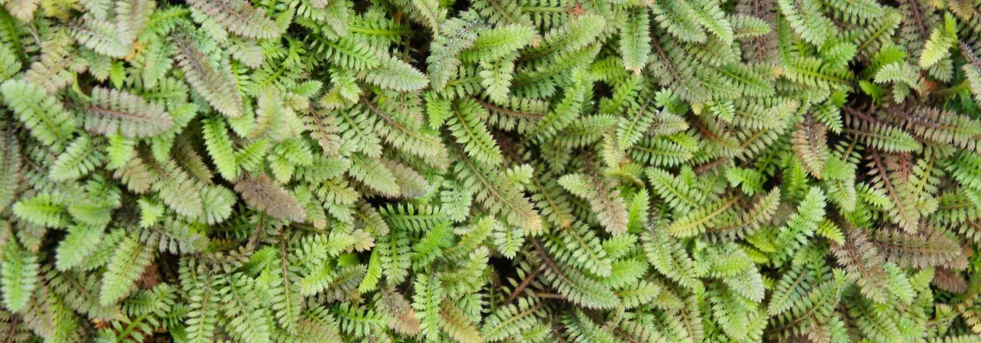 Leptinella, cotula: kweken, planten en onderhoud