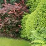 Wintergroene heesters in de tuin gebruiken