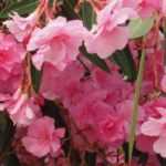 9 heesters met roze bloemen voor je tuin