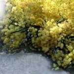Hoe bescherm je een mimosa tegen de winter?