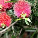 Hoe snoei je een Callistemon?
