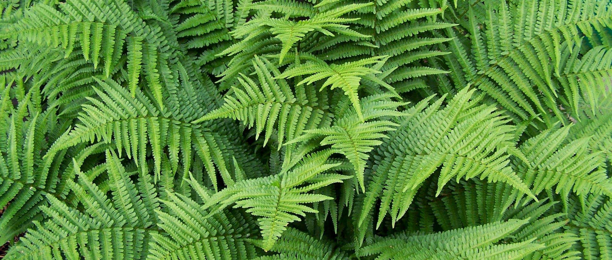 6 varens die droogte verdragen