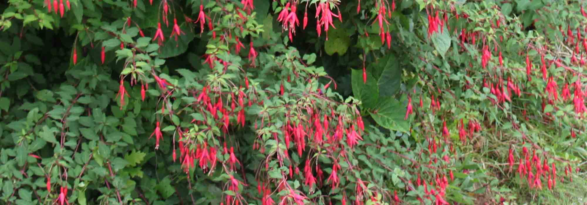 Fuchsia: hoe overwinter je hem?