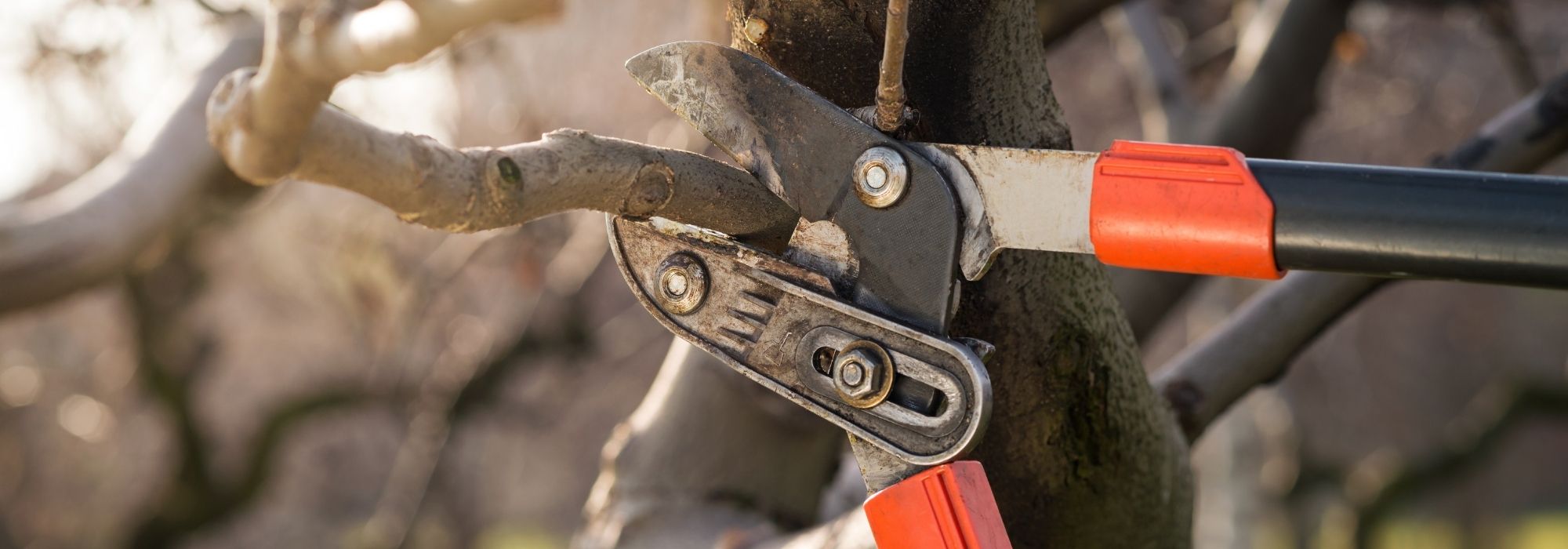 Alle benodigdheden om onze bomen te verzorgen