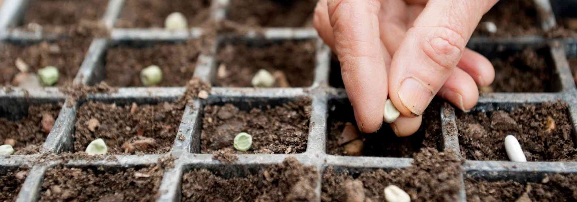 De moestuinkalender - maart