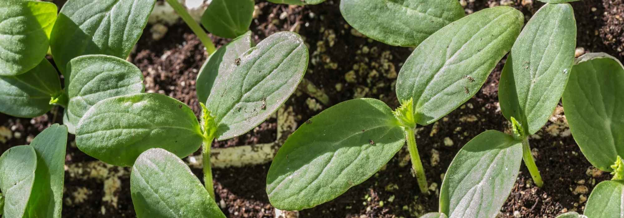 De moestuinkalender - april