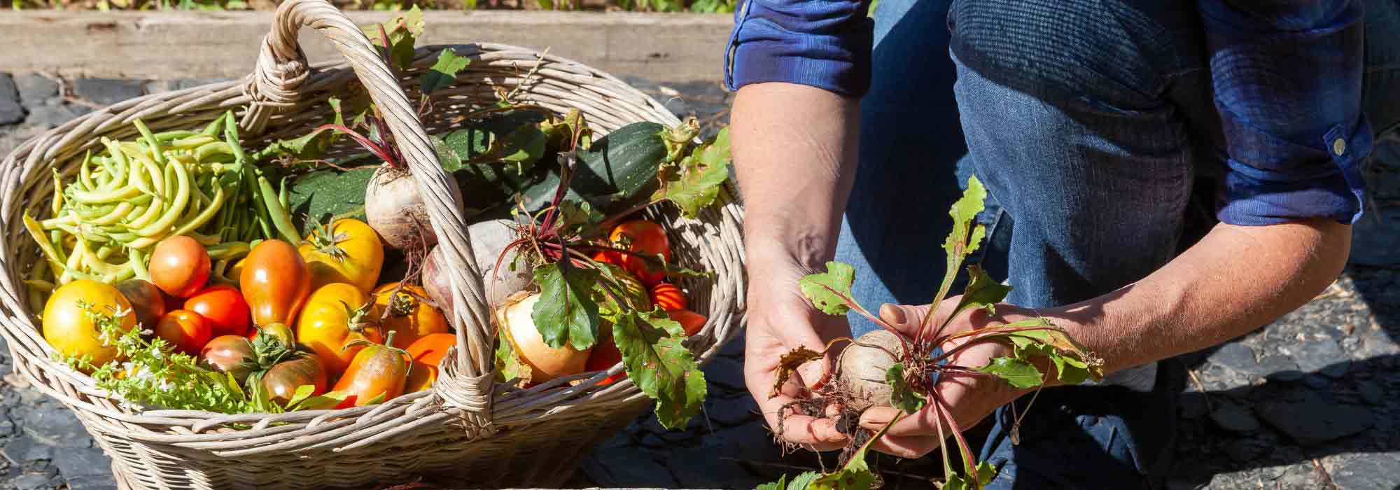 De moestuinkalender - augustus