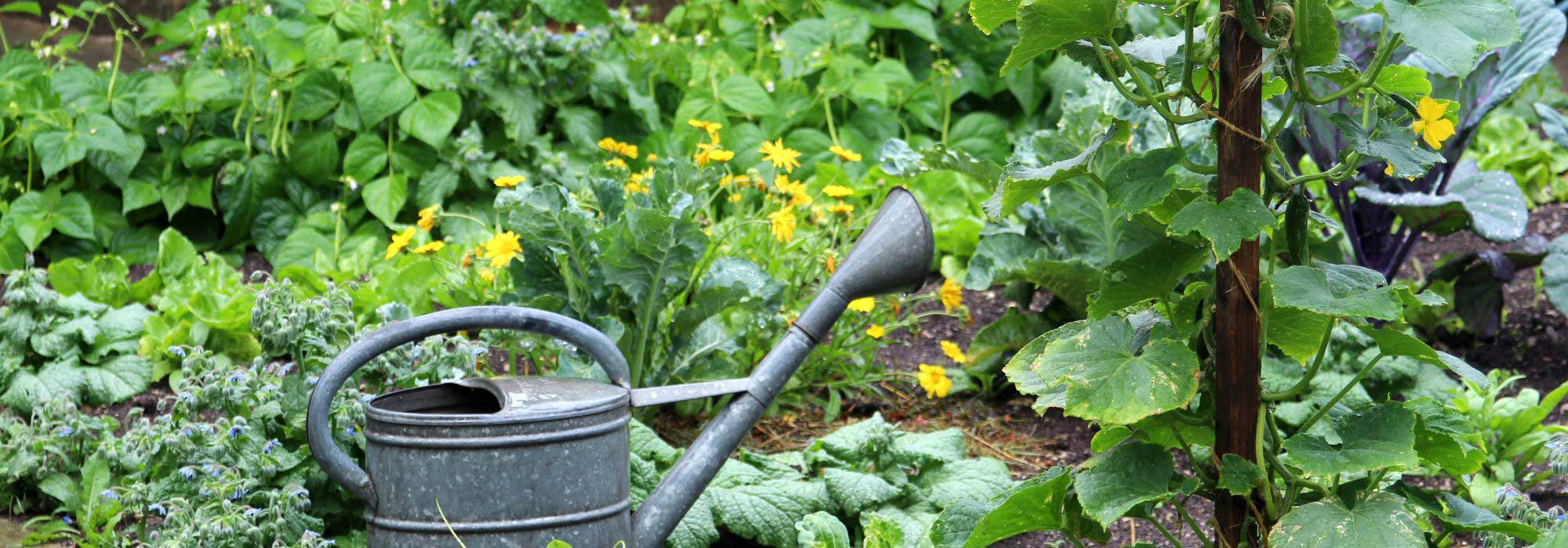 Moestuin in juni