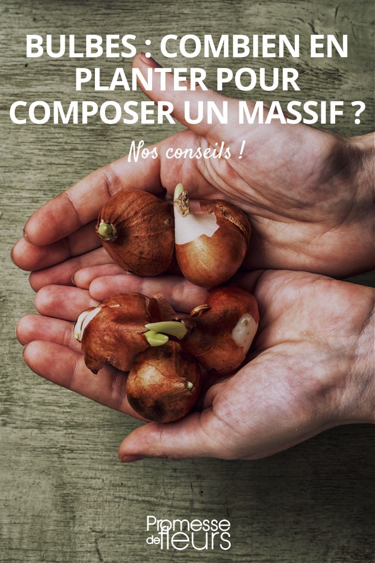Bollen planten: hoeveel?