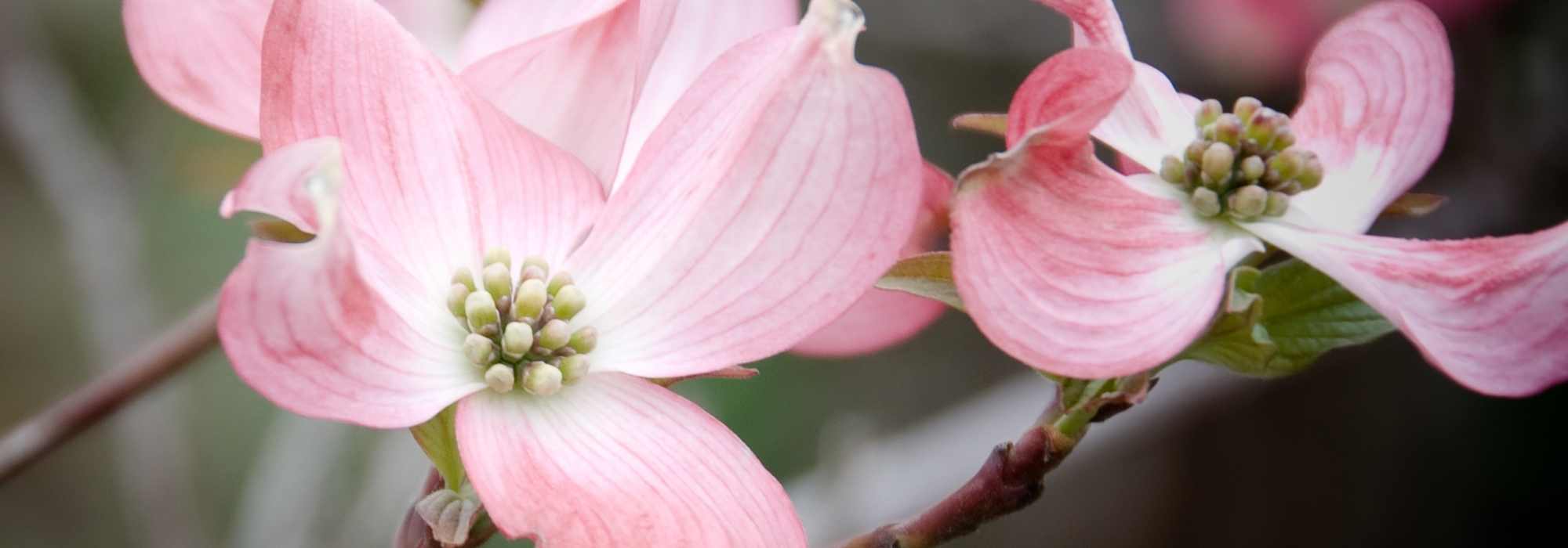 Cornus florida - Amerikaanse kornoelje: kiezen, planten en onderhouden