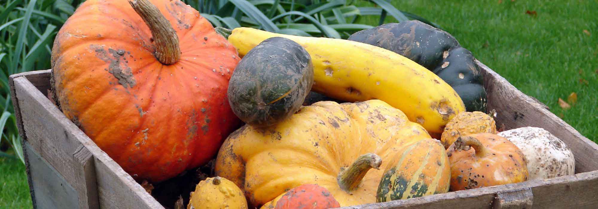 De moestuinkalender - november