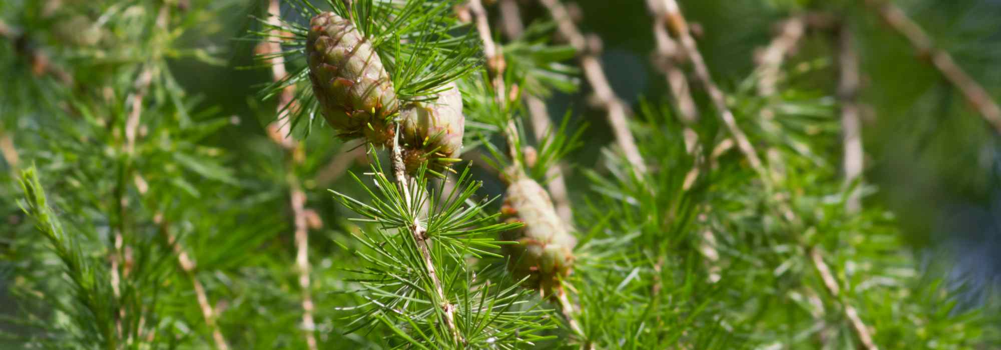 Lariks, Larix: planten, snoeien en verzorgen