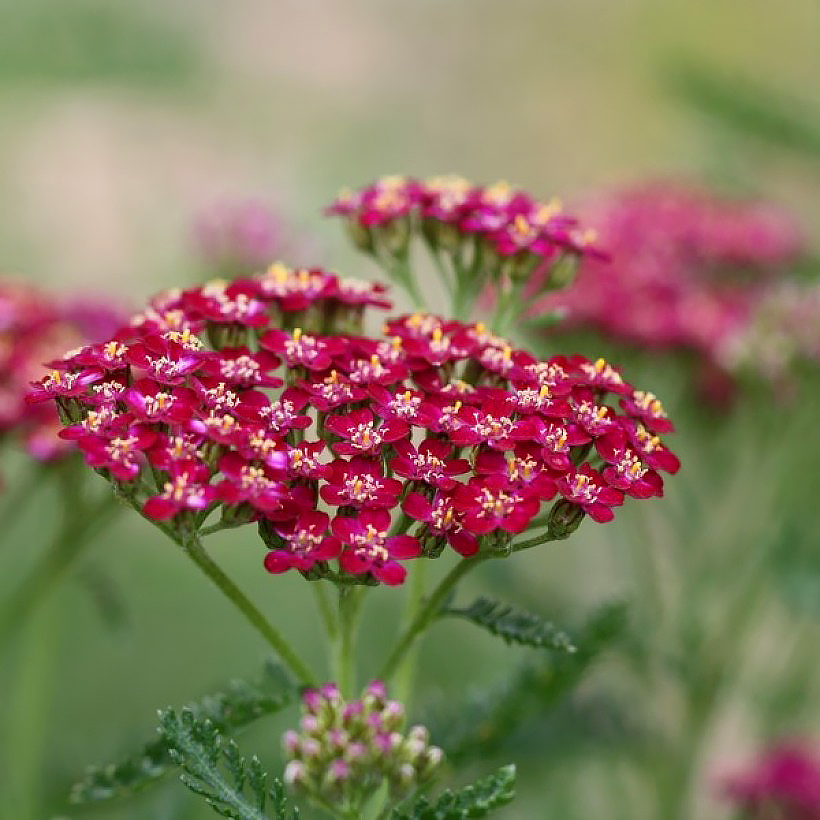 Rode Achillea