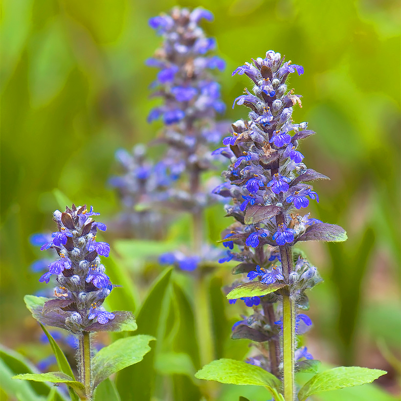 Zenegroen - Ajuga