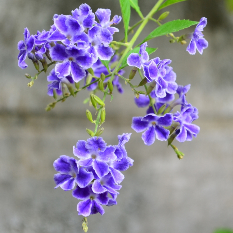 Exotische heesters met blauwe bloemen