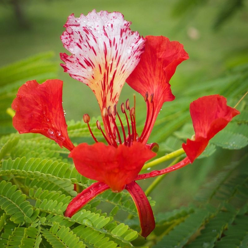 Exotische heesters met rode bloemen