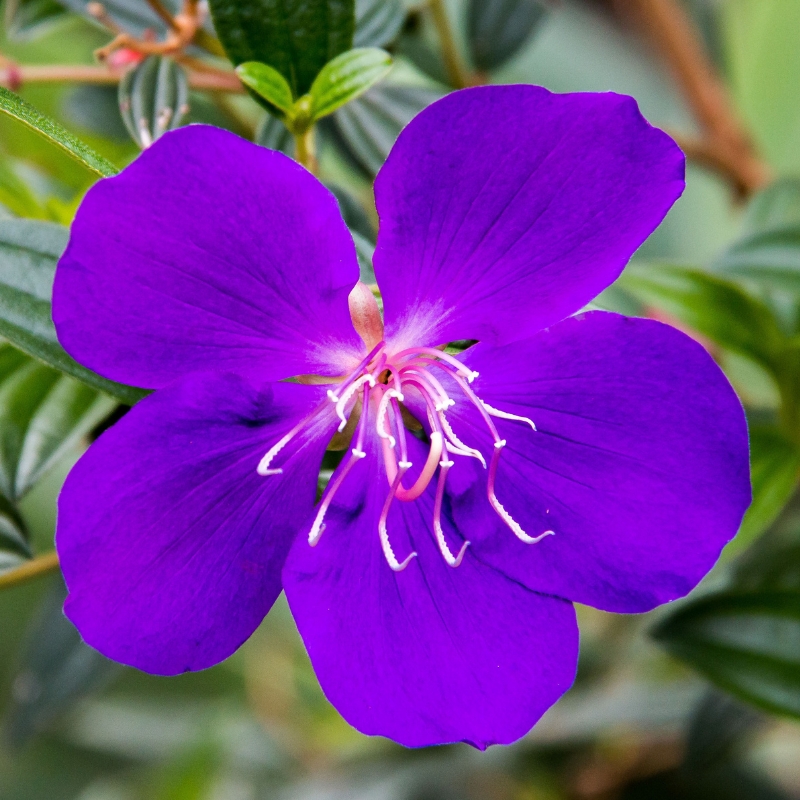 Exotische heesters met paarse, mauve en purperen bloemen
