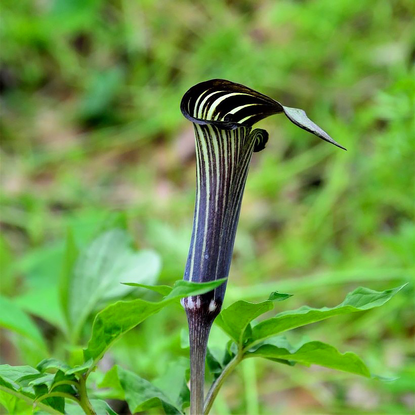 Arisaema
