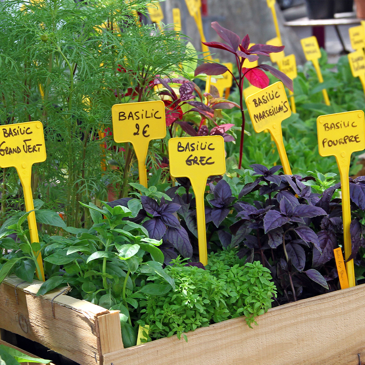 Kruidenplanten van A tot Z