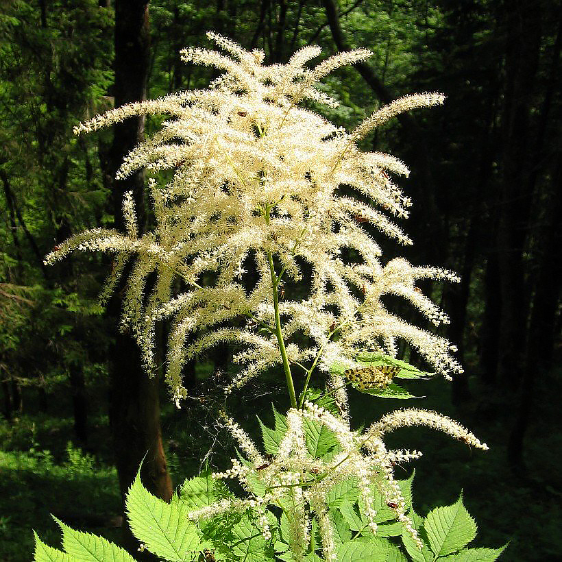 Aruncus - Geitenbaard