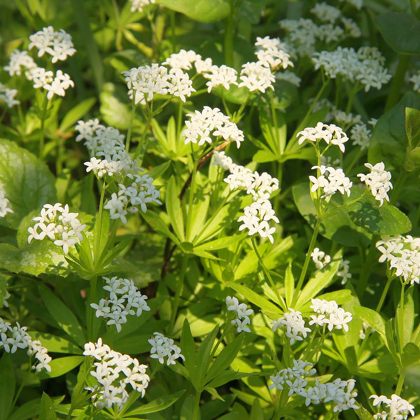 Lievevrouwebedstro - Galium odoratum